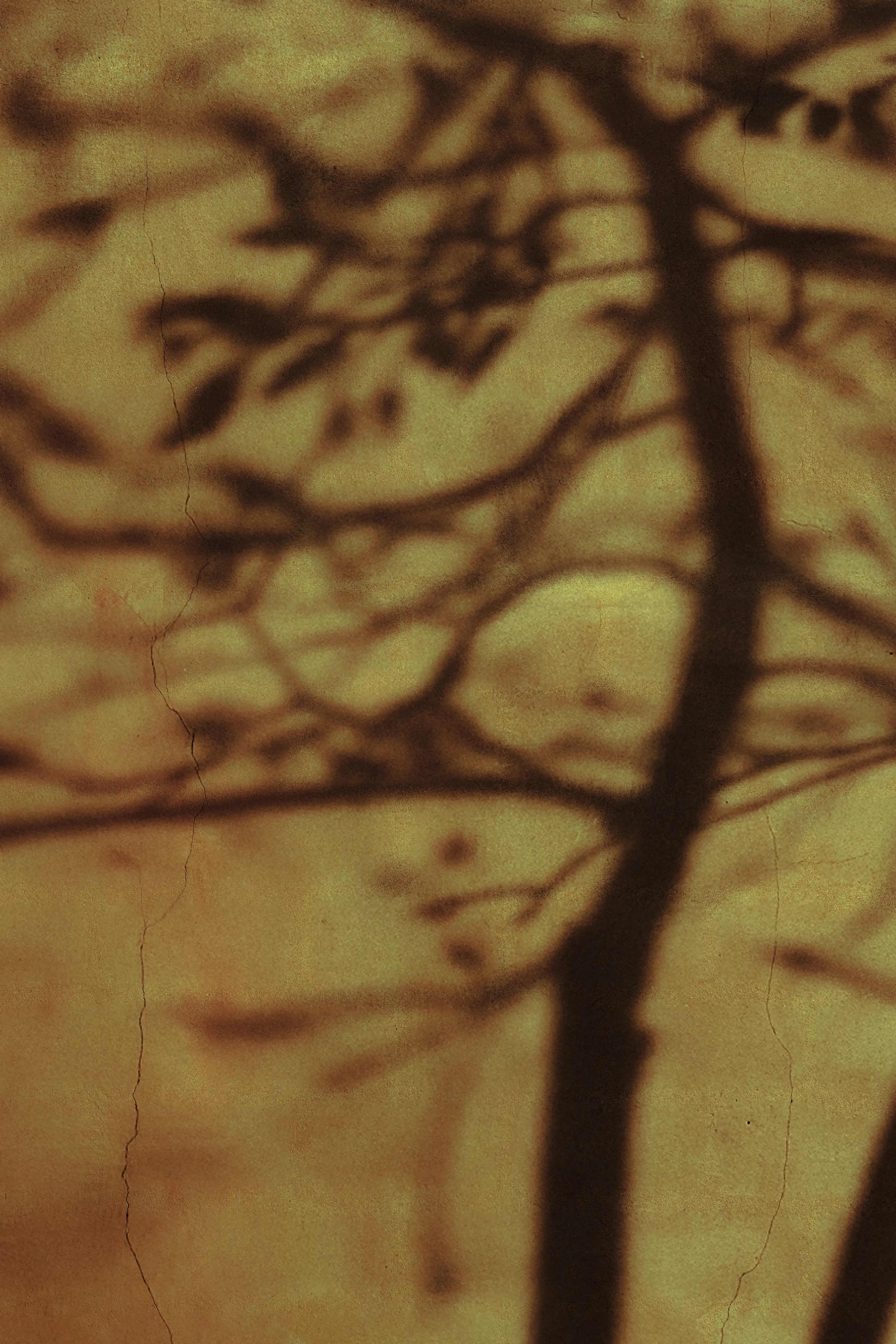 HFL01 Tree Photo
