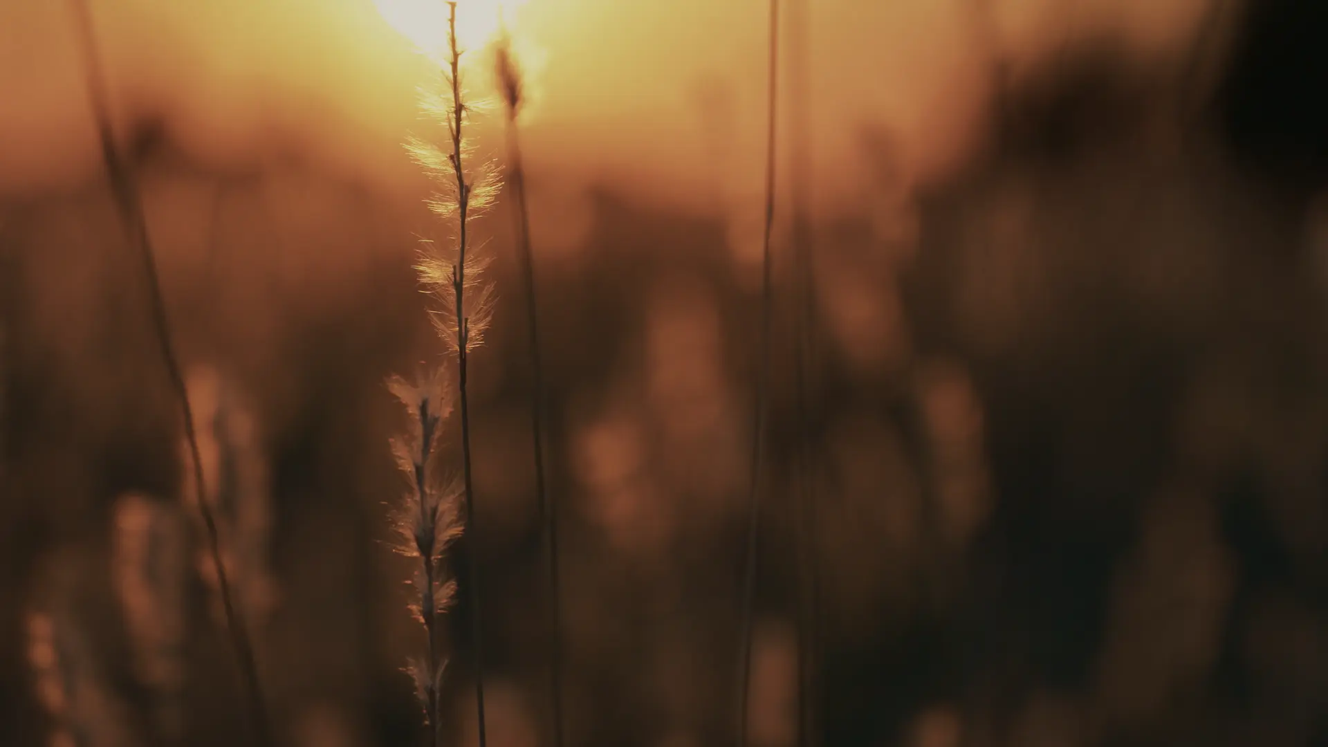 grass